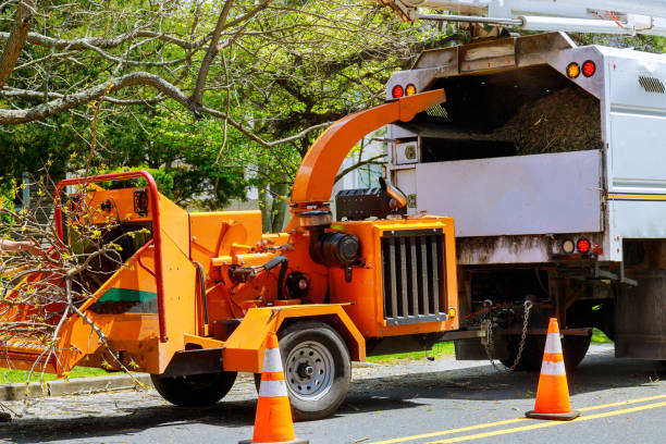 How Our Tree Care Process Works  in  Greene, RI